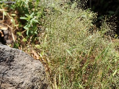 Antinoria insularis