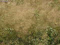 Antinoria insularis