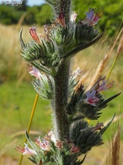 Echium glomeratum