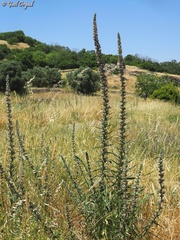 Echium glomeratum