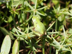 Hyla savignyi