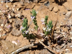 Lythrum thymifolia