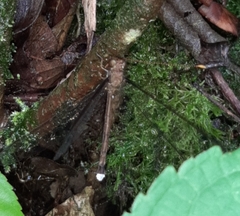 Haploglenius flavicornis