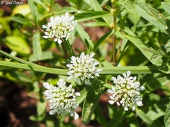 Oenanthe silaifolia