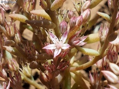 Sedum rubens