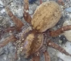 Arctosa personata