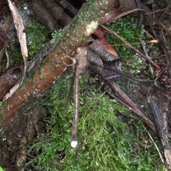 Haploglenius flavicornis