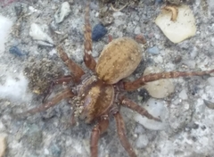 Arctosa personata