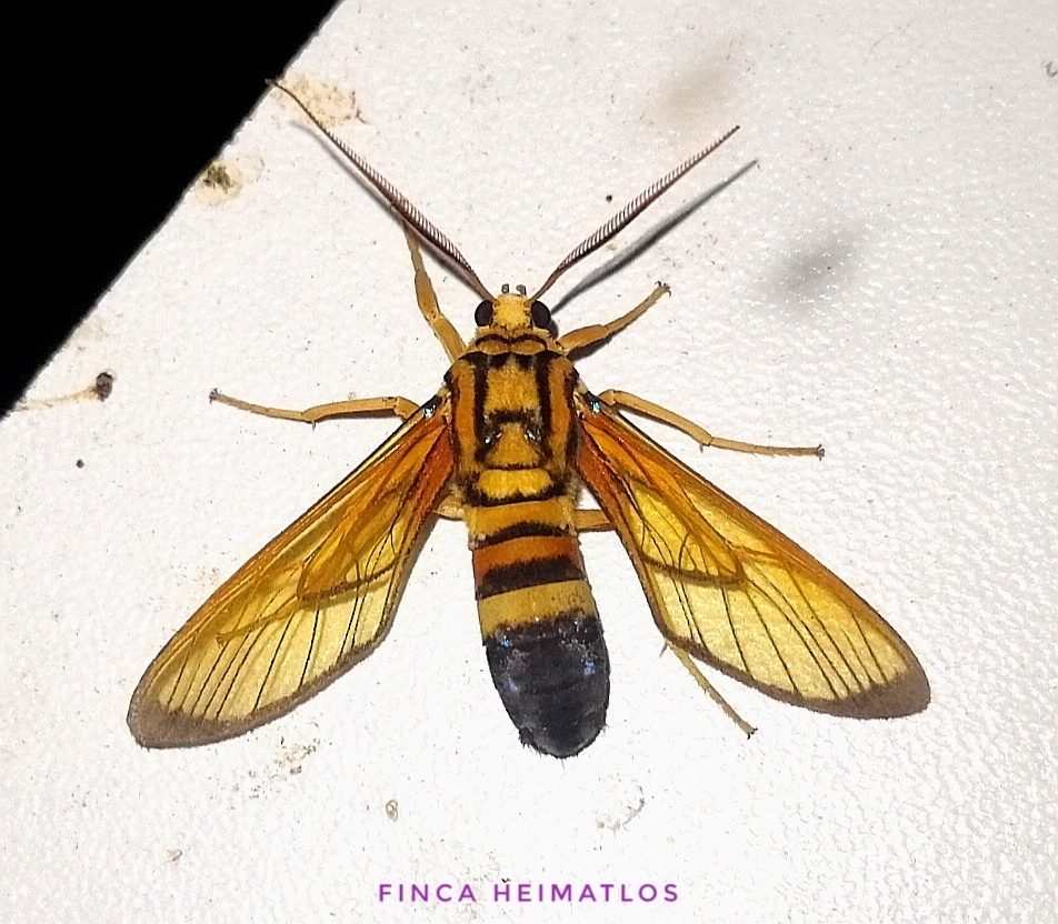 Isanthrene porphyria