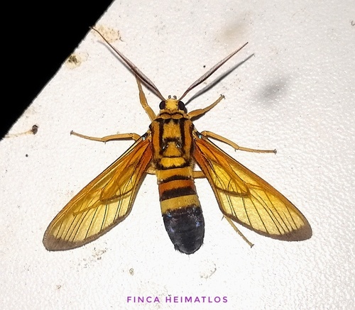Isanthrene porphyria