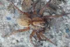 Arctosa personata