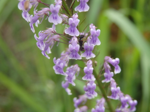 Anarrhinum longipedicellatum (Anarrhinum longipedicellatum)