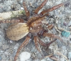 Arctosa personata