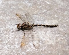 Gomphaeschna furcillata