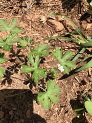 Geranium carolinianum
