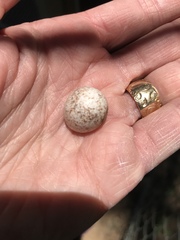 Antrostomus vociferus