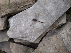 Gomphaeschna furcillata