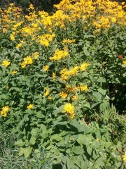 Doronicum austriacum