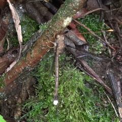 Haploglenius flavicornis