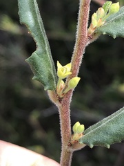 Rhamnus pilosa