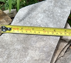 Gomphaeschna furcillata