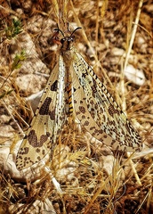 Palpares hispanus