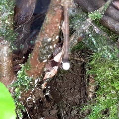 Haploglenius flavicornis