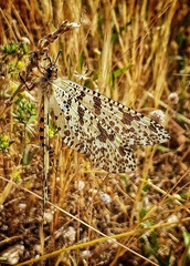 Palpares hispanus