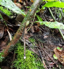 Haploglenius flavicornis