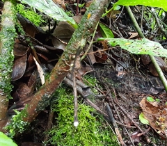 Haploglenius flavicornis