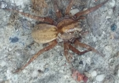 Arctosa personata