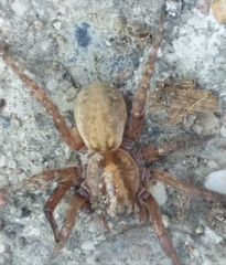 Arctosa personata