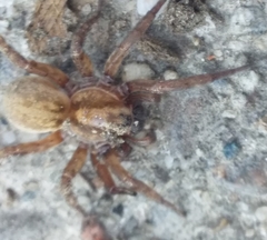 Arctosa personata