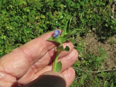 Commelina caroliniana