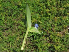 Commelina caroliniana