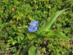 Commelina caroliniana