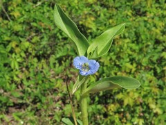 Commelina caroliniana