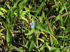 Commelina caroliniana