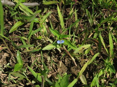 Commelina caroliniana