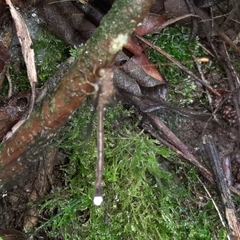 Haploglenius flavicornis