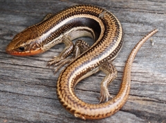 Plestiodon skiltonianus skiltonianus