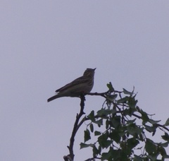 Anthus trivialis