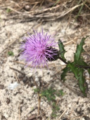 Cirsium repandum
