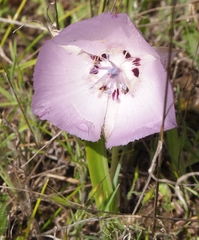 Calochortus uniflorus