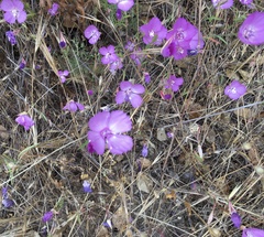 Clarkia lewisii