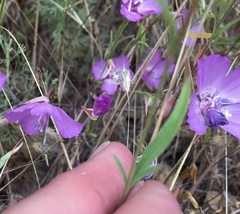 Clarkia lewisii