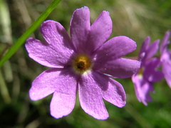 Primula halleri