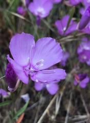 Clarkia lewisii
