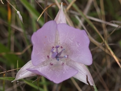 Calochortus uniflorus