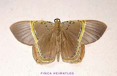 Phrygionis privignaria